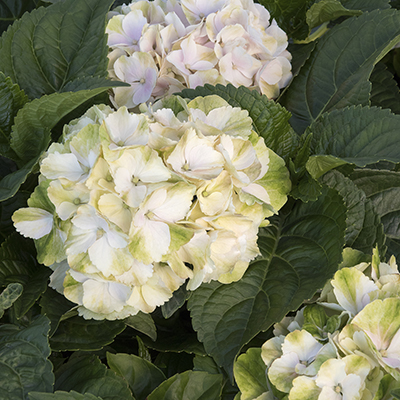 Seaside Serenade® Cape Lookout Hydrangea