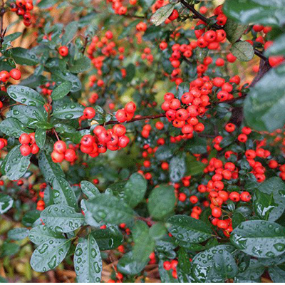 Lowboy Pyracantha