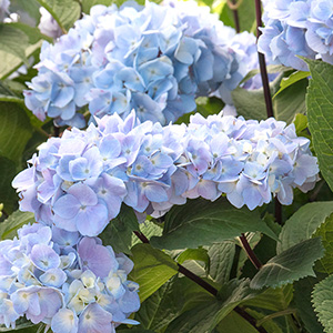 Blue Enchantress® Hydrangea