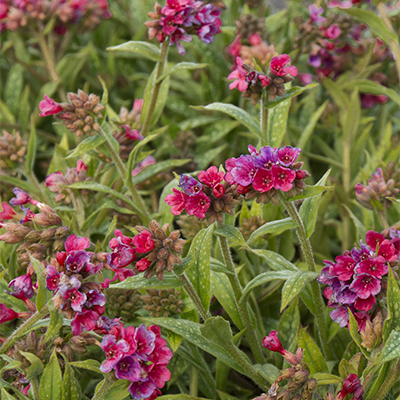 Raspberry Splash Lungwort