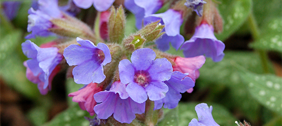 lungwort560x250