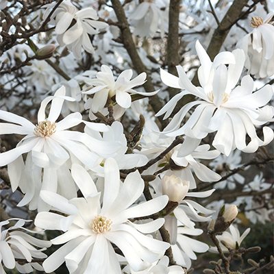Royal Star Magnolia flowers in spring