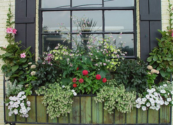 The Kent oregano and the mandevilla