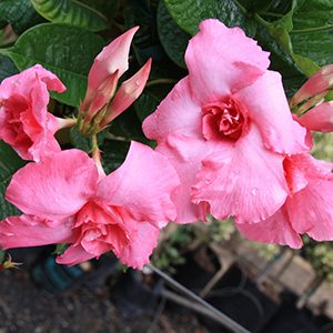 Pink Parfait® Mandevilla