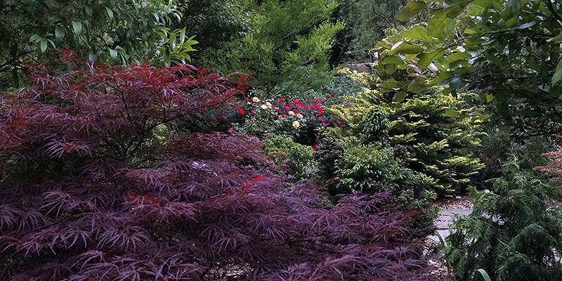 Crimson Queen Japanese Maple