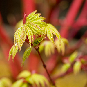 Coral Bark Japanese Maple