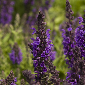 Marcus® Meadow Sage