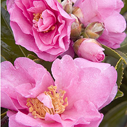 Marge Miller™ Camellia