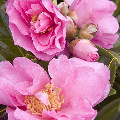 Marge Miller Camellia