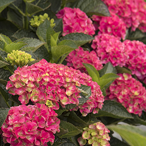 Seaside Serenade® Martha’s Vineyard Hydrangea