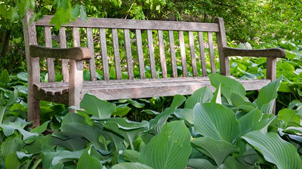 Massing one variety of Hosta