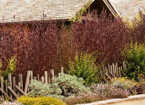 Purple Hopseed Bush