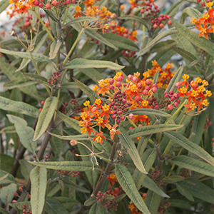 Red Butterflies Milkweed