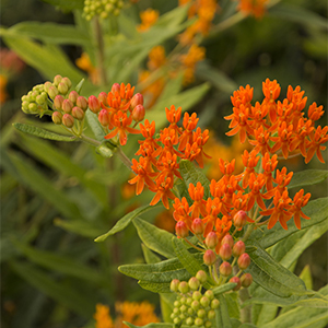 Gay Butterflies Milkweed