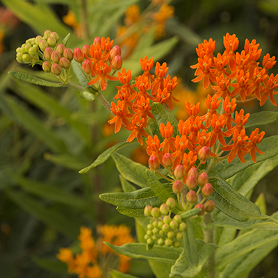 Gay Butterflies Milkweed