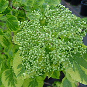 Miranda Climbing Hydrangea