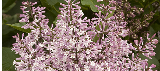 misskimlilac560x250