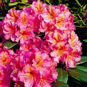 Miyama™ Dolcemente Rhododendron