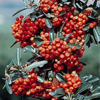 Mohave Pyracantha