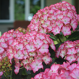 Seaside Serenade® Fire Island Hydrangea