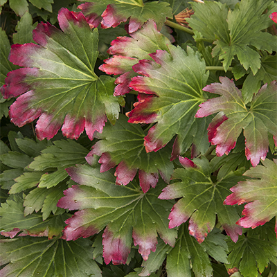 Red-Leafed Mukdenia