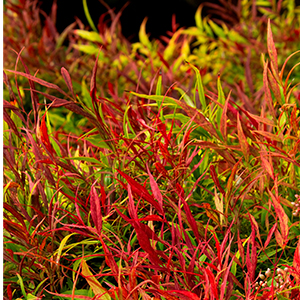 nandina300x300