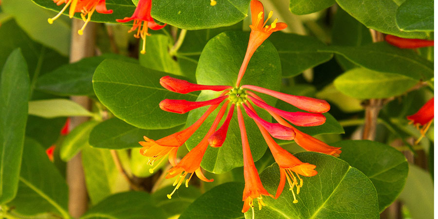 Trumpet Honeysuckle