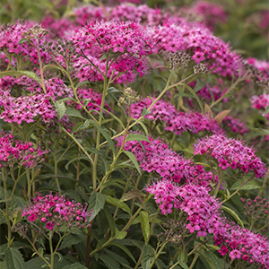 Neon Flash Spirea