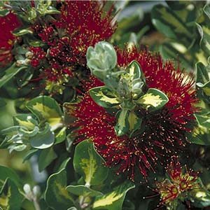 Variegated New Zealand Christmas Tree