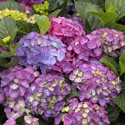 Seaside Serenade® Newport Hydrangea