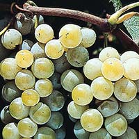 Ruby Seedless Grape, Vitis vinifera 'Ruby Seedless', Monrovia Plant