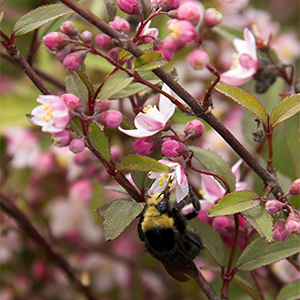 Nikko Blush Deutzia