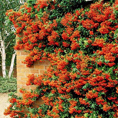 pyracantha can also be wired to a sturdy wall in a freeform pattern.