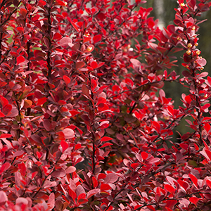 Orange Rocket Barberry