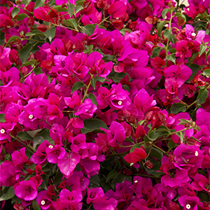 Oo-La-La® Bougainvillea