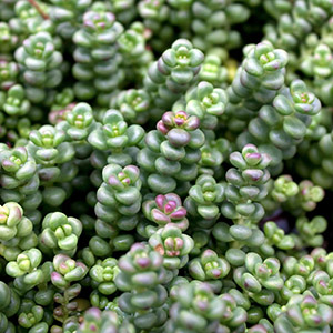 Old Man’s Bones Stonecrop