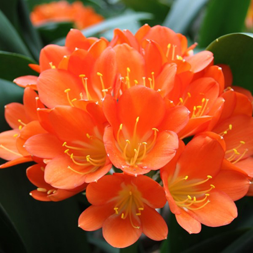 how to grow clivias in pots