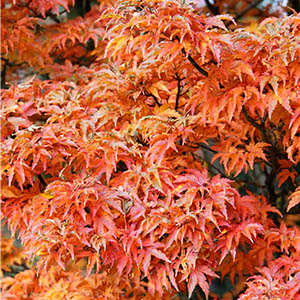 Shishigashira Japanese Maple