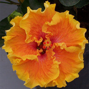 Heat Flash Cajun Hibiscus