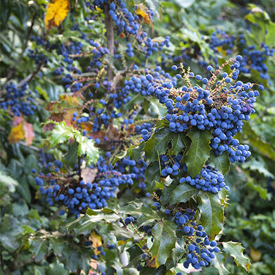 Oregon Grape Holly