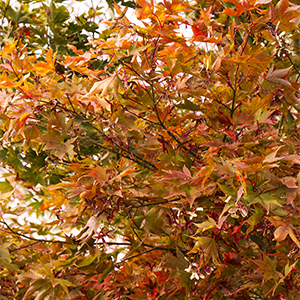 Osakazuki Japanese Maple