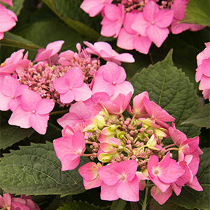 Seaside Serenade® Outer Banks Hydrangea