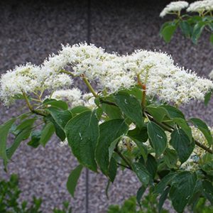 Pagoda Dogwood