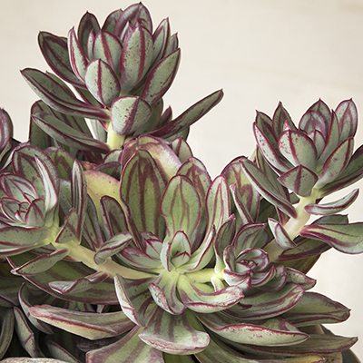 Painted Echeveria