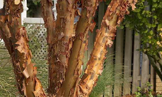 Paperbark Maple