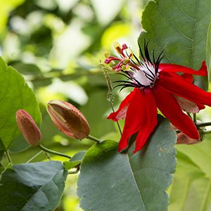 Crimson Passion Flower