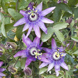 Lavender Lady Passion Flower