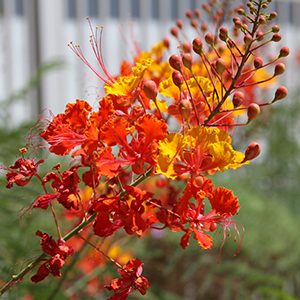 Peacock Flower