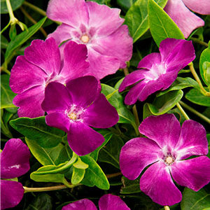 Wine Common Periwinkle