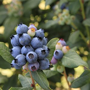 Perpetua® Blueberry